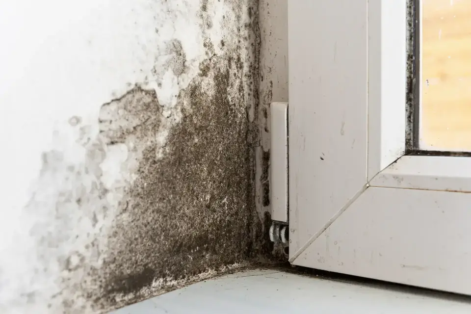 Professional Water Mitigation Services in Tampa, FL — Tampa, FL